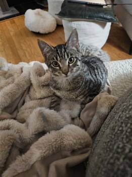 Domestic Short Hair Cats Available for Adoption - Nali | PetCurious