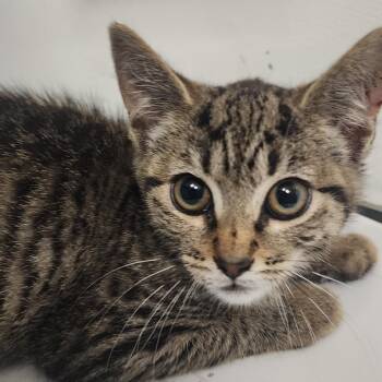 Twirly -  Domestic Short Hair Cat for Adoption in Charleston, West Virginia - Twirly | PetCurious