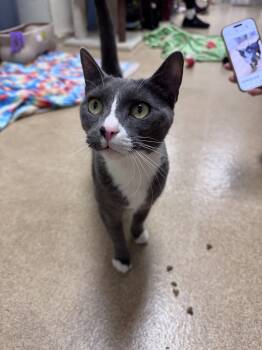 Domestic Short Hair Cats Available for Adoption in Brick Township, New Jersey - Piglet | PetCurious