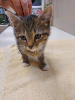 Milan -  Domestic Short Hair Cat for Adoption in Fishers, Indiana - Milan | PetCurious