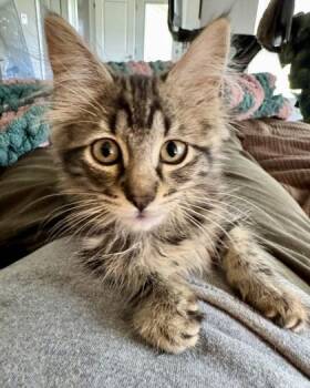 Sadie ( pre adopt) -  Domestic Long Hair and Domestic Short Hair Cat for Adoption in Fort Worth, Texas - Sadie ( Pre Adopt) | PetCurious