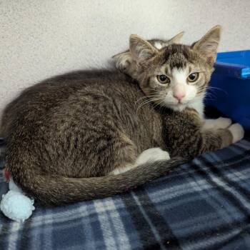 Dogwood -  Domestic Short Hair Cat for Adoption in Evansville, Indiana - Dogwood | PetCurious