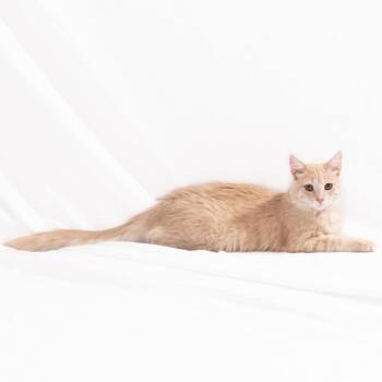 Rescue Domestic Medium Hair Cats for Adoption in Lexington, Kentucky - Chamomile | PetCurious