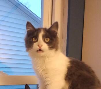 Maths: Hypotenuse (Hyp) - part of bonded pair -  Domestic Short Hair Cat for Adoption - Maths: Hypotenuse (Hyp) - Part Of Bonded Pair | PetCurious