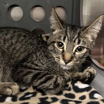Jack-Jack -  Domestic Medium Hair Cat for Adoption in Keizer, Oregon - Jack-Jack | PetCurious
