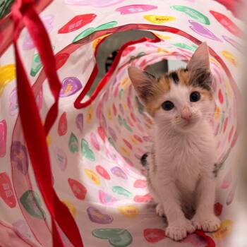 Paperclip -  Domestic Short Hair and Extra Toes Cat Hemingway Polydactyl Cat for Adoption in La Grange, Kentucky - Paperclip | PetCurious