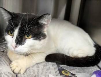 Domestic Short Hair Cats Available for Adoption in Taylorsville, North Carolina - Patrick | PetCurious