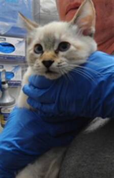 TIMMY -  Domestic Short Hair Cat for Adoption in Albuquerque, New Mexico - TIMMY | PetCurious