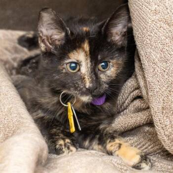 ORCA -  Domestic Short Hair Cat for Adoption in St. Louis, Missouri - ORCA | PetCurious