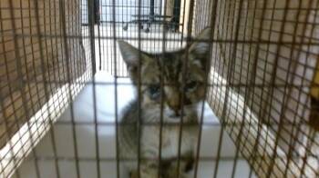 HEILOS -  Domestic Short Hair Cat for Adoption in Doral, Florida - HEILOS | PetCurious