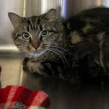 Bagel -  Domestic Medium Hair Cat for Adoption in Knoxville, Tennessee - Bagel | PetCurious
