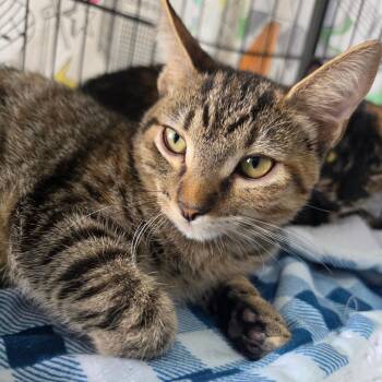 Miss Gray - Chino Hills Location -  Domestic Short Hair Cat for Adoption in Chino Hills, California - Miss Gray - Chino Hills Location | PetCurious