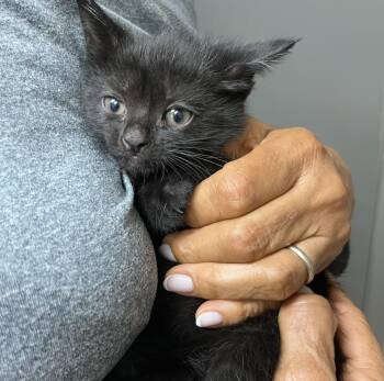 Baby Bella -  Domestic Short Hair Cat for Adoption in Parkland, Florida - Baby Bella | PetCurious