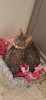 Domestic Short Hair Cats Available for Adoption in Wheaton, Illinois - Dink | PetCurious