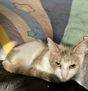 JASPER -  Domestic Short Hair Cat for Adoption - JASPER | PetCurious