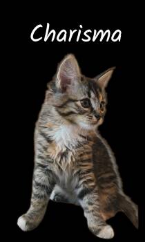Charisma -  Domestic Medium Hair Cat for Adoption in Auburn, California - Charisma | PetCurious