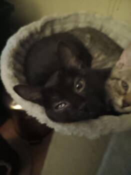 Broadway -  Domestic Short Hair Cat for Adoption in Wheaton, Illinois - Broadway | PetCurious