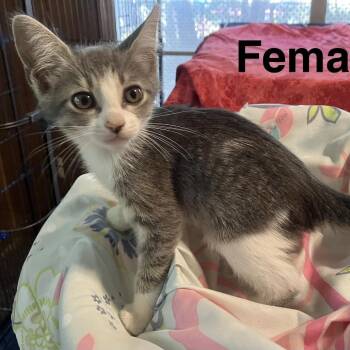 Loosey Goosey -  Domestic Short Hair Cat for Adoption in Austin, Texas - Loosey Goosey | PetCurious