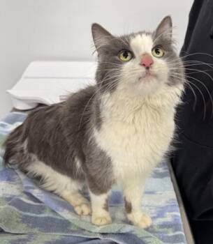 Domestic Medium Hair and Domestic Short Hair Cats Available for Adoption - Saber | PetCurious