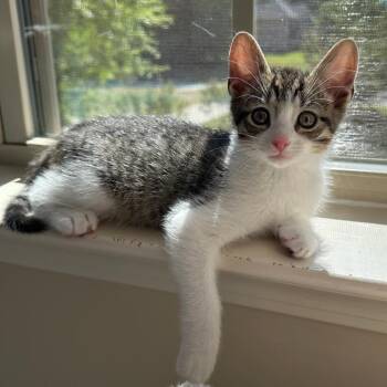 Domestic Short Hair Cats Available for Adoption in Peachtree City, Georgia - Lane | PetCurious