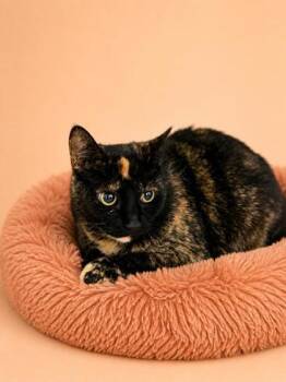 Domestic Short Hair Cats Available for Adoption in Bowling Green, Kentucky - Midnight Girl | PetCurious