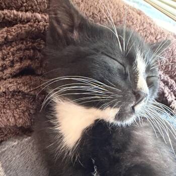 Tuxido Chin Thief -  Domestic Short Hair Cat for Adoption in Spokane, Washington - Tuxido Chin Thief | PetCurious