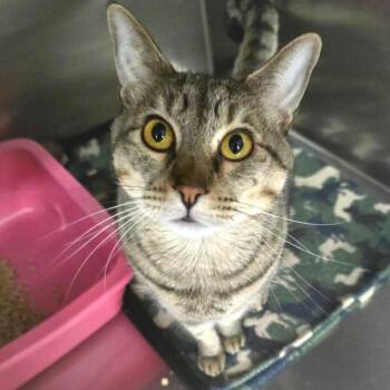 Domestic Short Hair Cats Available for Adoption in Spokane, Washington - Bruno | PetCurious
