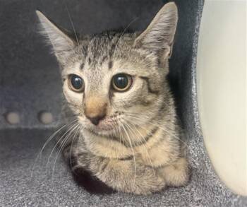 JESSIE -  Domestic Short Hair Cat for Adoption in Dallas, Texas - JESSIE | PetCurious