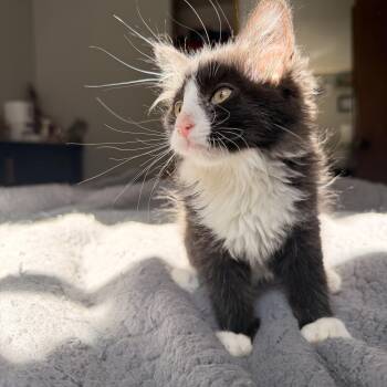 Flan -  Domestic Medium Hair Cat for Adoption in Davis, California - Flan | PetCurious