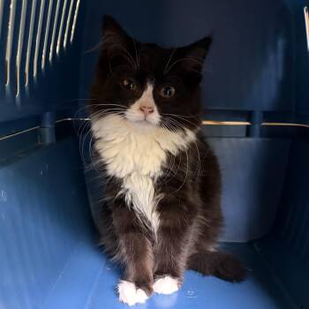 April -  Domestic Medium Hair Cat for Adoption in Avon, New York - April | PetCurious