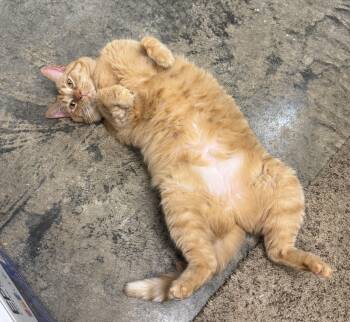Sky (Goldie) -  Domestic Short Hair Cat for Adoption in Dyersburg, Tennessee - Sky (Goldie) | PetCurious