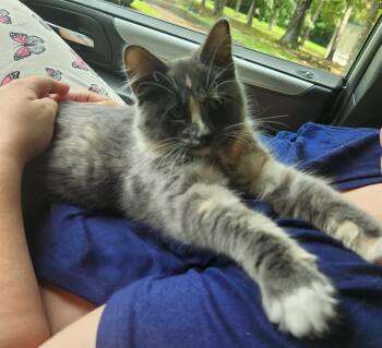 Blossom -  Domestic Long Hair Cat for Adoption in Mount Pleasant, Texas - Blossom | PetCurious