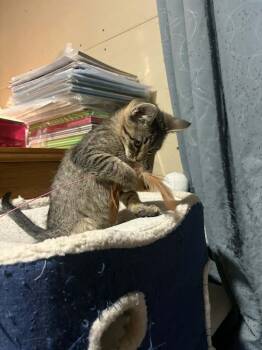 Domestic Short Hair Cats Available for Adoption - Derek | PetCurious