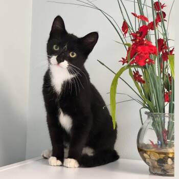 Doug -  Domestic Short Hair Cat for Adoption in Syosset, New York - Doug | PetCurious