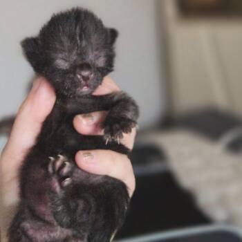 Domestic Short Hair Cats Available for Adoption in Las Vegas, Nevada - Zoey | PetCurious