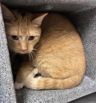 A454128 -  Domestic Short Hair Cat for Adoption in Nashville, Tennessee - A454128 | PetCurious
