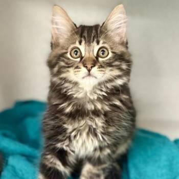 -Pretty Boy -  Tabby and Domestic Long Hair Cat Available for Adoption in Red Bluff, California - -Pretty Boy | PetCurious