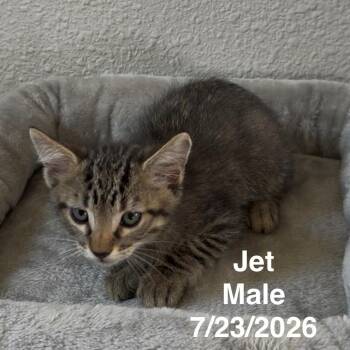 Jet -  Domestic Short Hair Cat for Adoption in League City, Texas - Jet | PetCurious