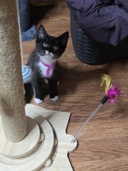 Starfish -  Domestic Short Hair Cat for Adoption in Hudson, New Hampshire - Starfish | PetCurious