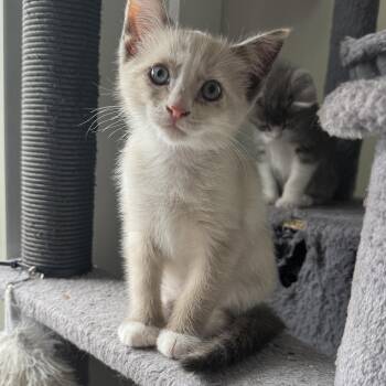 American Shorthair Cats Available for Adoption in Park Row, Texas - Eclair | PetCurious