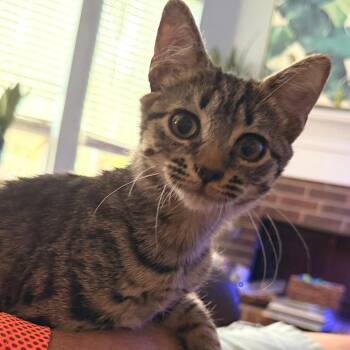 Chips -  Domestic Short Hair Cat for Adoption in Fort Worth, Texas - Chips | PetCurious