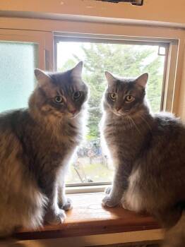 Domestic Medium Hair Cats Available for Adoption - Smoky | PetCurious