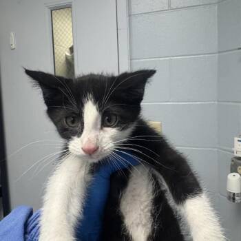 Clem -  Domestic Short Hair Cat for Adoption in Indianapolis, Indiana - Clem | PetCurious
