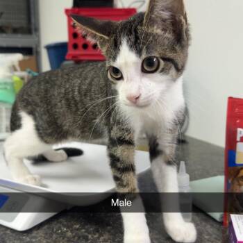 Kitten 2 -  Domestic Short Hair Cat for Adoption in Shelbyville, Illinois - Kitten 2 | PetCurious