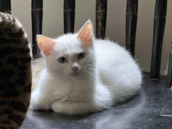 Marlo -  Domestic Medium Hair Cat for Adoption in Atglen, Pennsylvania - Marlo | PetCurious
