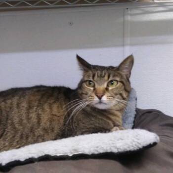 Bellatrix -  Domestic Short Hair Cat Available for Adoption in Hot Springs, South Dakota - Bellatrix | PetCurious