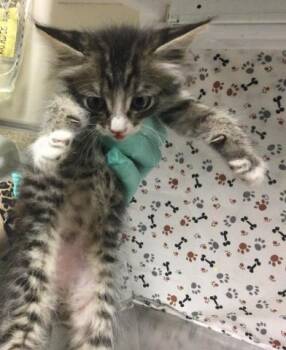 LITTLE BOY -  Domestic Short Hair Cat for Adoption in Riverside, California - LITTLE BOY | PetCurious