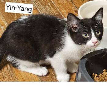 Rescue Domestic Short Hair Cats for Adoption in Baytown, Texas - Yin-Yang | PetCurious