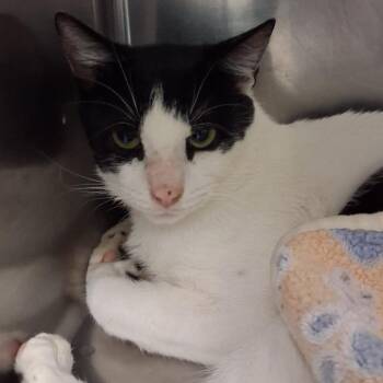 Dracula -  Domestic Short Hair Cat for Adoption in Newark, New Jersey - Dracula | PetCurious