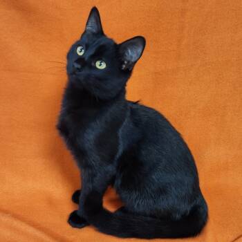 Rescue Domestic Short Hair Cats for Adoption in Coos Bay, Oregon - Blackie | PetCurious